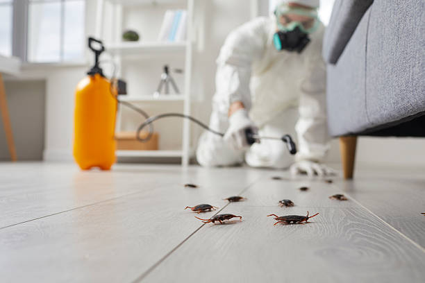 Trusted Rodent Control service in La Palma, CA - Nex Pest Control